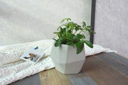 Modeno Concrete Succulent Planter (MF1077LG)