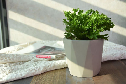 Seth Concrete Succulent Planter (MF1182)