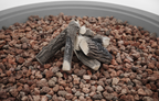 +Rose Bowl 48" Light Grey Concrete Fire Pit (OFG420LG)